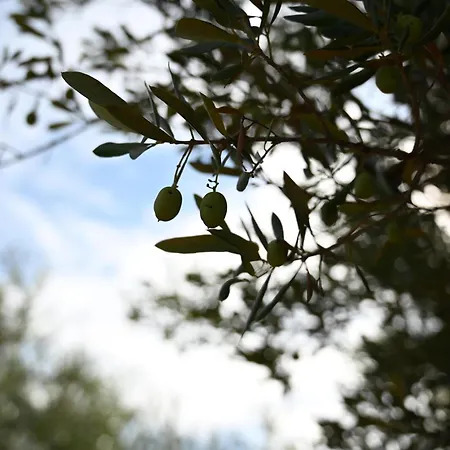 Apartamento Cozy In With Free Parking And Olive Garden Zadar
